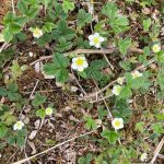 Strawberry plants have a long flowering season in Juneau, well into September. (Photo by Mary F. Willson)
