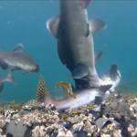 A male pink salmon attacks another male with a full-body bite, driving the victim to the bottom of the stream.(Photo by Bob Armstrong)