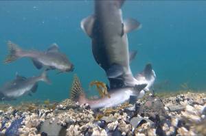 A male pink salmon attacks another male with a full-body bite, driving the victim to the bottom of the stream.(Photo by Bob Armstrong)