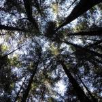 Sun shines through the canopy in the Tongass National Forest. (Photo by Brian Logan/U.S. Forest Service)