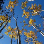 Native aspen trees show their colors on the UAF campus during a recent September. (Photo by Ned Rozell)