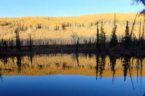 Birch and aspen glow orange in September in the Chena River State Recreation Area east of Fairbanks. (Photo by Ned Rozell)