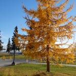 A Siberian larch on the University of Alaska Fairbanks campus beams on Oct. 18, 2018, long after most other deciduous trees have dropped their leaves. (Photo by Ned Rozell)