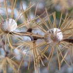 Water droplets form on the needle-like leaves of a tamarack tree on the UAF campus. (Photo by Ned Rozell)