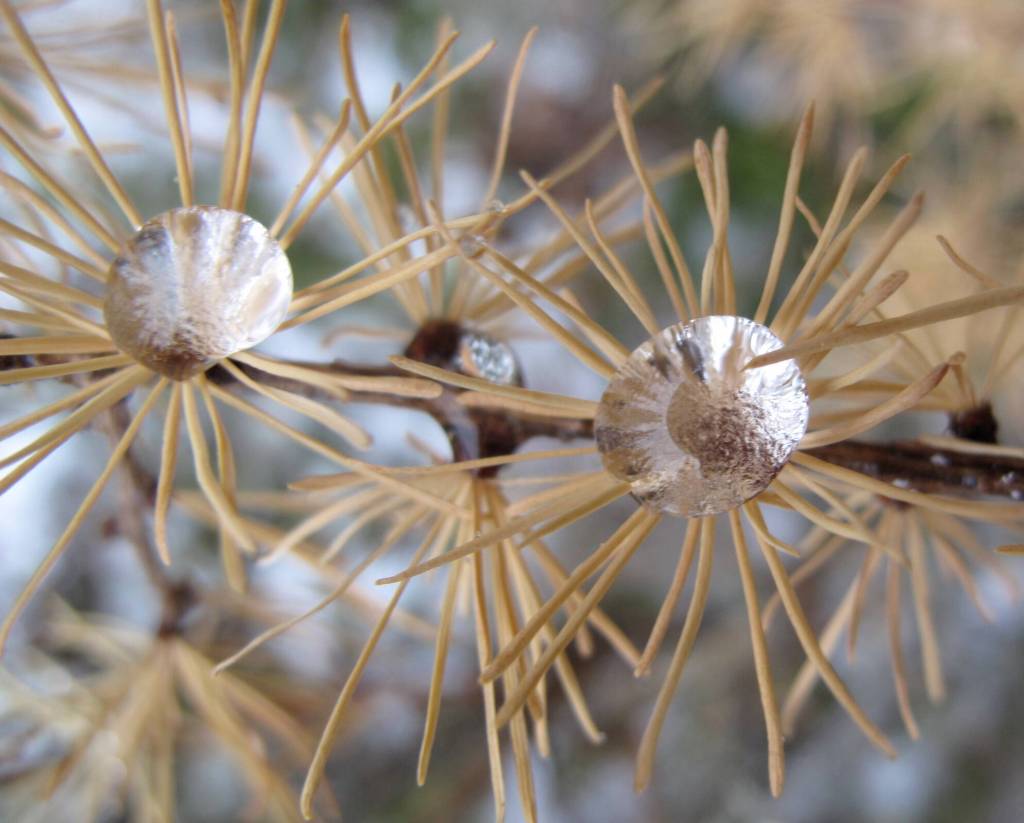 Water droplets form on the needle-like leaves of a tamarack tree on the UAF campus. (Photo by Ned Rozell)