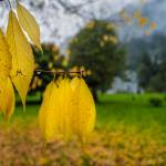 A change in season is marked by tree leaves turning color at Evergreen Cemetery in late September of 2019. (Michael Penn / Juneau Empire File)