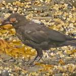 A raven has a serious case of avian pox on the face, blinding one eye. (Photo by Bob Armstrong)