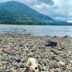 A washed-up skull on the beach in Craig on Sept. 8. (Photo by Marti Crutcher)