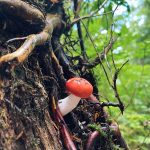 A brightly colored mushroom hangs off the side of a tree on Prince of Wales Island on Sept. 8. (Photo by Marti Crutcher)