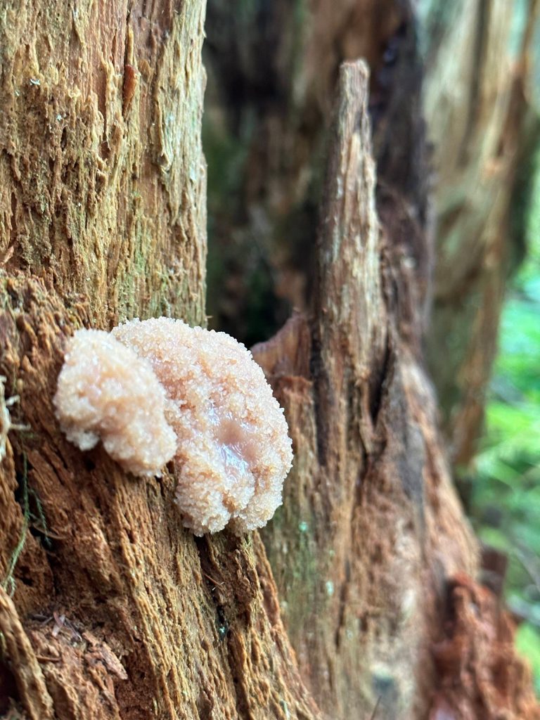 What appears to be slime mold grows on a tree along the Dzantiki Heeni Loop Trail on Sept. 16. (Photo by Deana Barajas)
