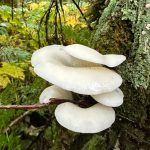 Angel wings on the Dzantiki Heeni Loop Trail on Sept. 16. (Photo by Deana Barajas)