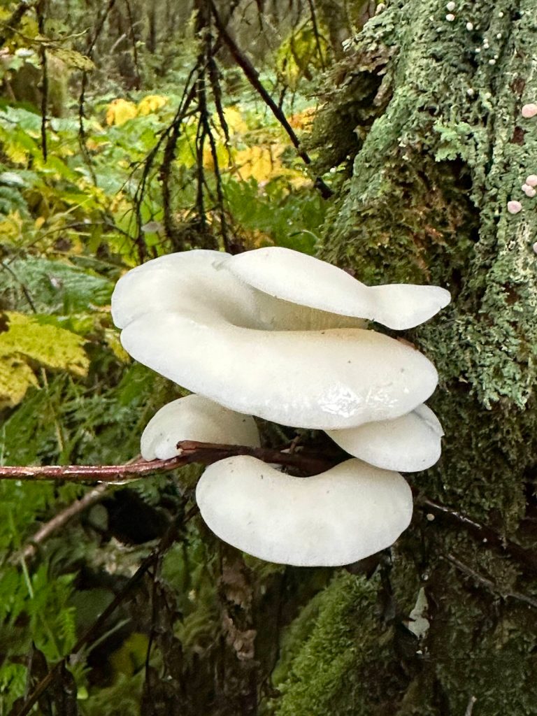 Angel wings on the Dzantiki Heeni Loop Trail on Sept. 16. (Photo by Deana Barajas)