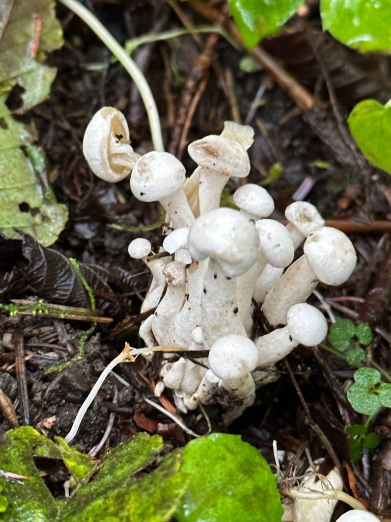 A cluster of mushrooms on the Dzantiki Heeni Loop Trail on Sept. 16. (Photo by Deana Barajas)