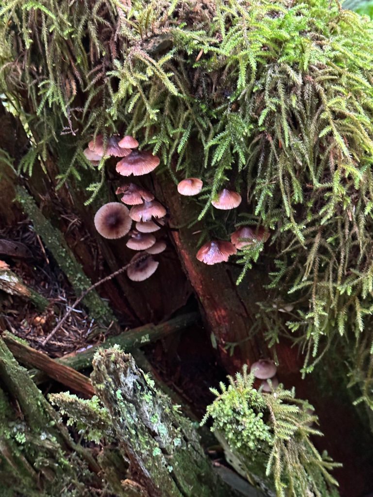 Mushrooms and undergrowth along the Dzantiki Heeni Loop Trail on Sept. 16. (Photo by Deana Barajas)