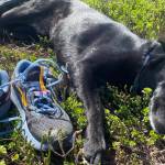 This resting dogs nose is at work all the time and is more than 1,000 times more sensitive than yours. (Photo of a tired-out Cora by Ned Rozell)