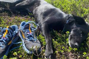 This resting dogs nose is at work all the time and is more than 1,000 times more sensitive than yours. (Photo of a tired-out Cora by Ned Rozell)