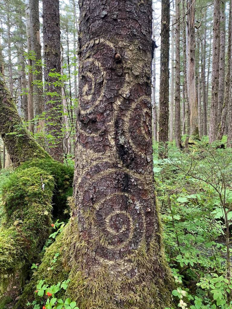 Mysterious spirals on a tree trunk along Peterson Lake Trail on Sept. 6. (Photo by Denise Carroll)