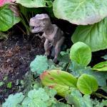 Jurassic garden at Mile 2 Glacier Highway on Sept. 15. (Photo by Denise Carroll)