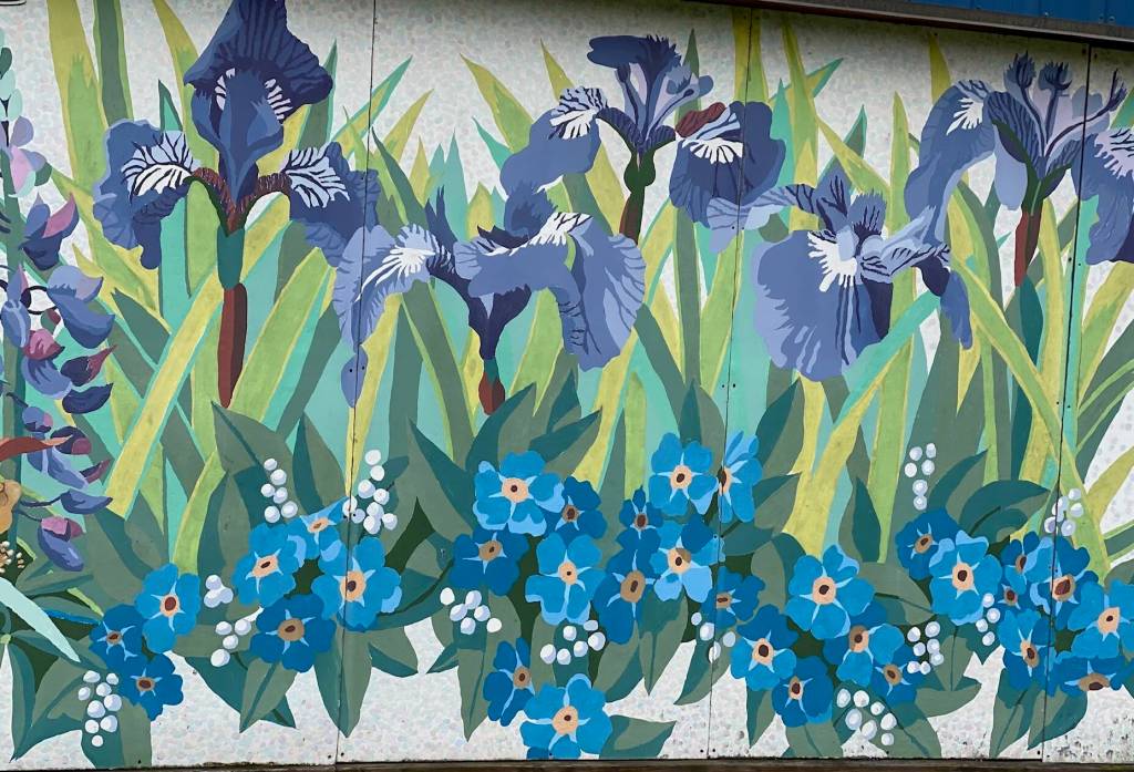 Wild Iris and forget-me-nots on the side of a building in Seward on Sept. 20. (Photo by Denise Carroll)