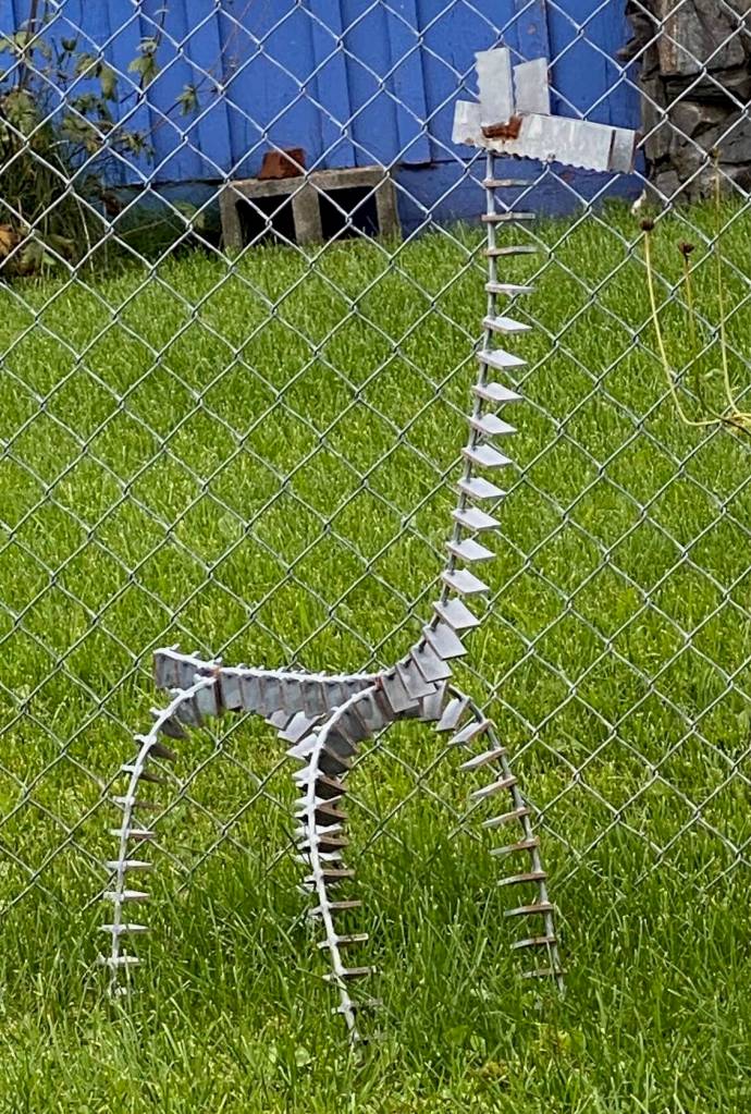 A giraffe stands behind a chain-link fence on a lawn in Seward on Sept. 20. (Photo by Denise Carroll)