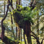 Forest vegetation succession begins on an elevated root extending from a root wad. (Photo by Pam Bergeson)