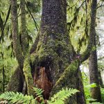 Three generations of tree colonization, starting with an old stump. (Photo by Pam Bergeson)