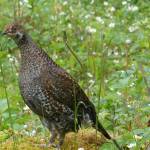 A sooty grouse alertly watches some approaching humans. (Photo by Pam Bergeson)