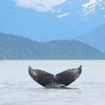 This is a photo of the fluke of Tango, a humpback whale calf that was found dead on an island near Juneau in late August. (Courtesy / Bri Pettie)
