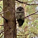 A barred owl along Switzer Loop Trail in August. (Photo by Larry Olson)