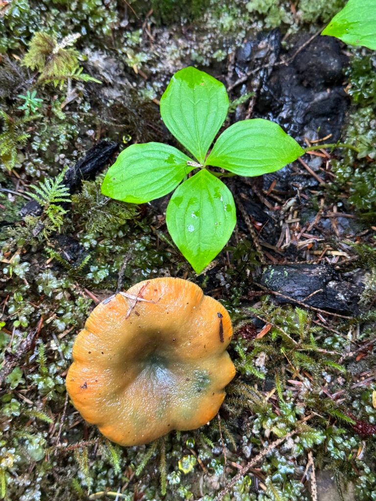 A mushroom resembling a tiny pumpkin along the Kaxdigoowu Héen Dei (Brotherhood Bridge) Trail on Sept. 30. (Photo by Deana Barajas)