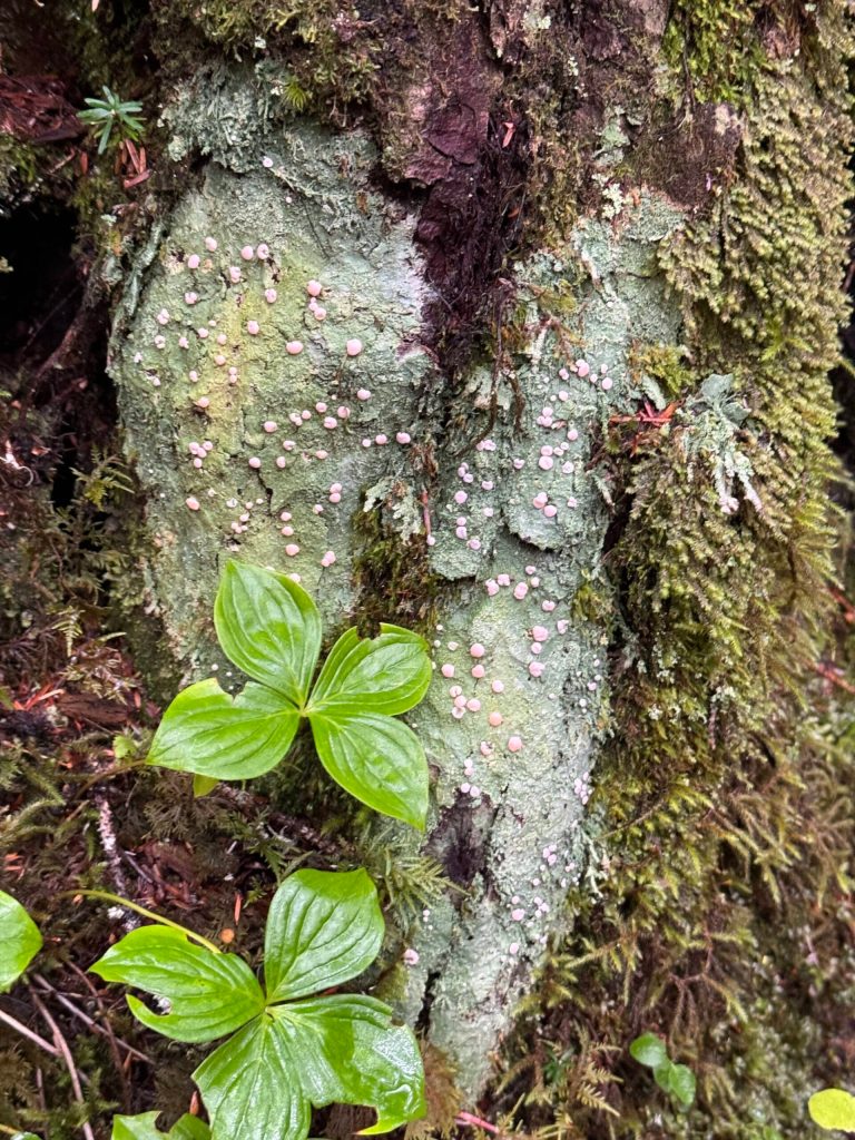 Fairy barf along the Kaxdigoowu Héen Dei (Brotherhood Bridge) Trail on Sept. 30. (Photo by Deana Barajas)