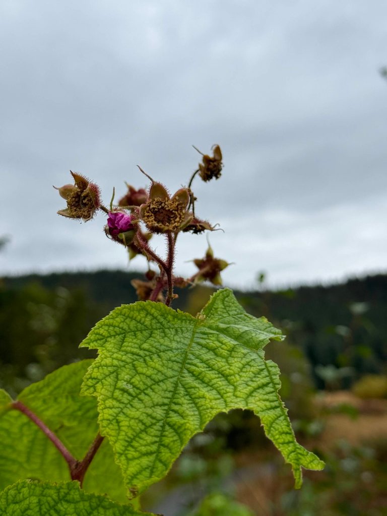 A thimbleberry blossom along the Kaxdigoowu Héen Dei (Brotherhood Bridge) Trail on Sept. 30. (Photo by Deana Barajas)
