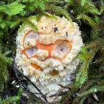This amanita resembling an orange mummy along the Kaxdigoowu Héen Dei (Brotherhood Bridge) Trail on Sept. 30. (Photo by Deana Barajas)