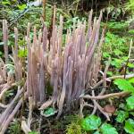 Foliage standing at attention along the Kaxdigoowu Héen Dei (Brotherhood Bridge) Trail on Sept. 30. (Photo by Deana Barajas)