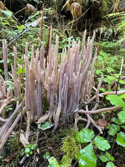 Foliage standing at attention along the Kaxdigoowu Héen Dei (Brotherhood Bridge) Trail on Sept. 30. (Photo by Deana Barajas)