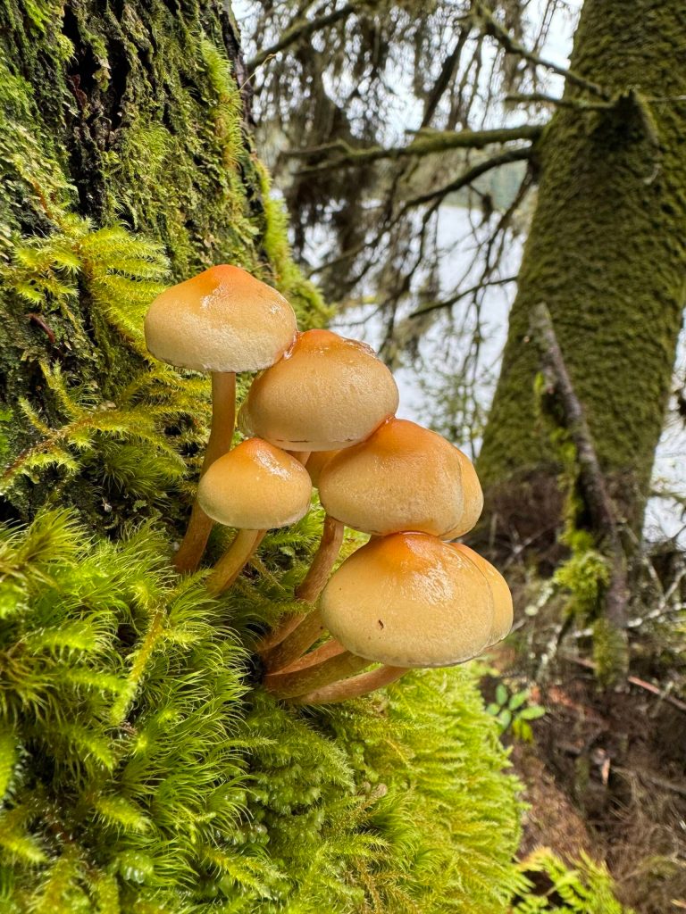 A mushroom outgrowth along the Auke Lake Trail on Sept. 30. (Photo by Deana Barajas)