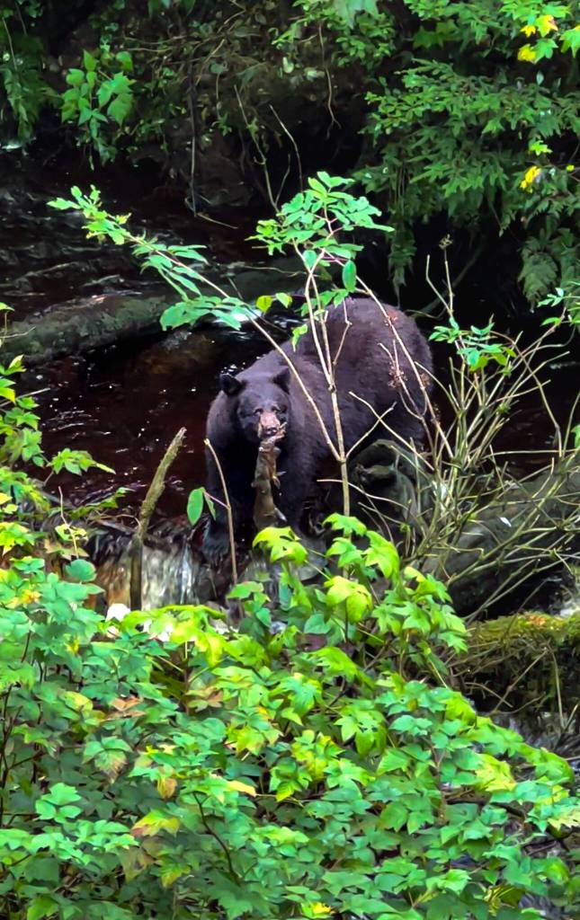 A bear holds a dead salmon in its mouth at The National Shrine of Saint Thérèse on Sept. 16. (Photo by Felina Nicholette Villarreal)