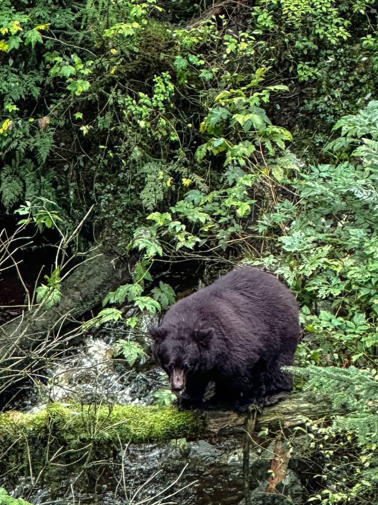 A bear at The National Shrine of Saint Thérèse on Sept. 16. (Photo by Felina Nicholette Villarreal)