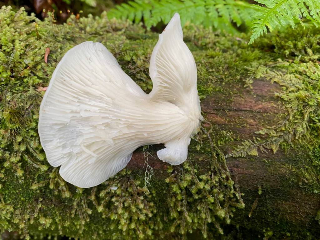 An angel wing fungus vibrant against a mossy log. Auke Nu Trail on Sept. 30. (Photo by Denise Carroll)