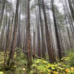 Fog slithers through second-growth spruce along the Brotherhood Bridge Trail on Sept. 30. (Photo by Denise Carroll)