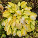 The fall look of a hosta seen above Pioneer Road on Sept. 26. (Photo by Denise Carroll)