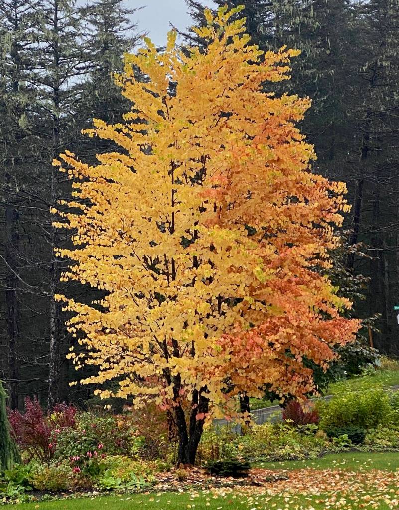 A katsura tree explodes in color in a Blueberry Hills garden on Sept. 26. (Photo by Denise Carroll)
