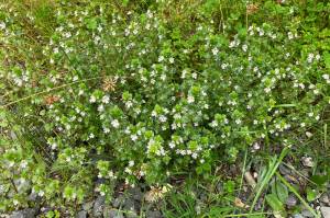 Eyebright has a long flowering season, continuing even into October. (Photo by Mary F. Willson)
