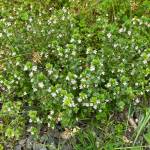 Eyebright has a long flowering season, continuing even into October. (Photo by Mary F. Willson)