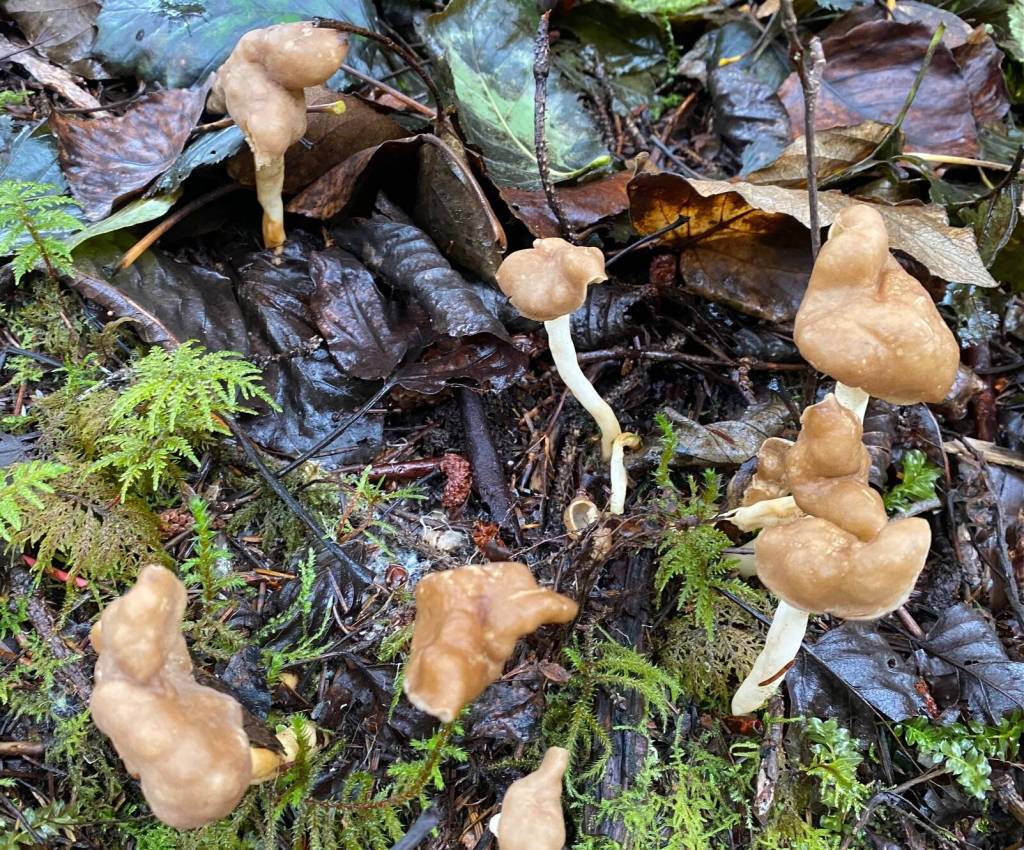 This squiggly fungus is known as elfin saddles, seen Oct. 4 near the Mendenhall Glacier. (Photo by Denise Carroll)