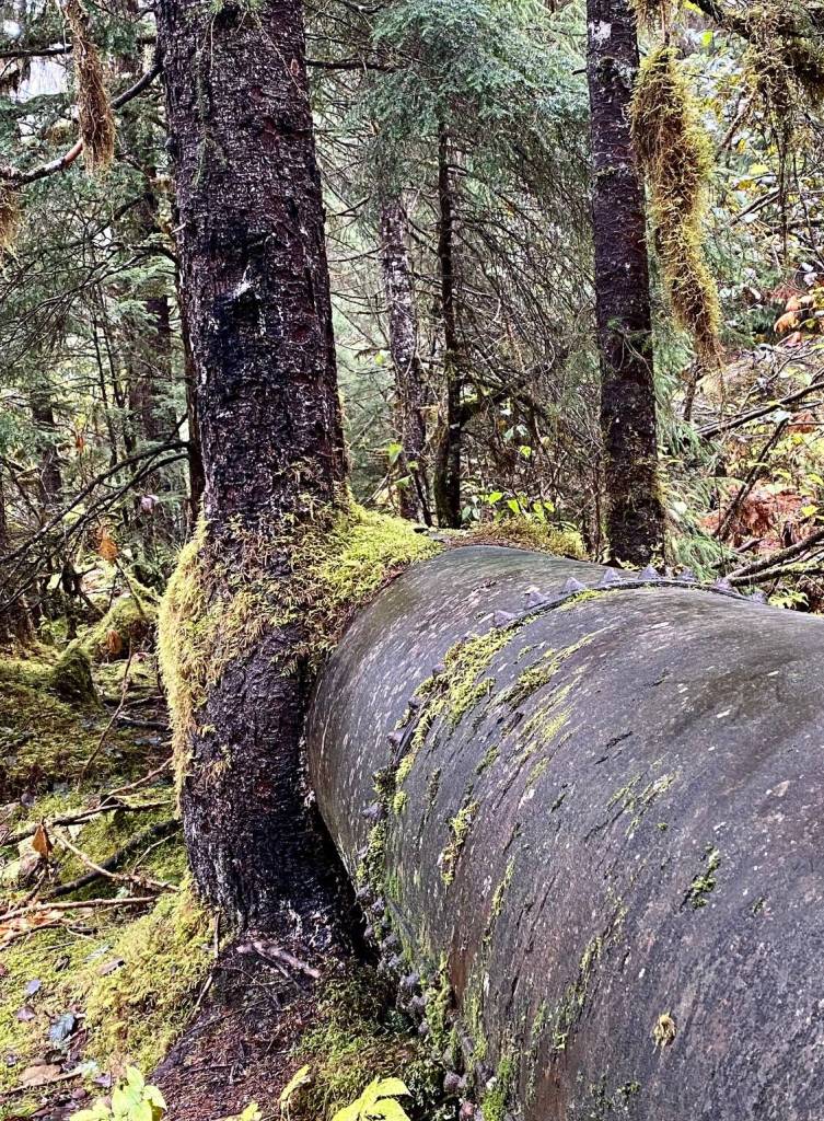 One tree in the forest hunkers over the pipe rather than give way along Under Thunder Trail on Oct. 4. (Photo by Denise Carroll)
