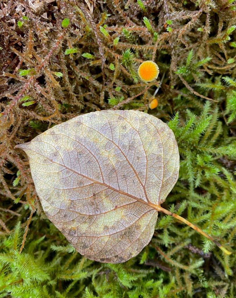 Compared to the small leaf, the bright golden mushroom is very teeny along the Under Thunder Trail on Oct. 4. (Photo by Denise Carroll)