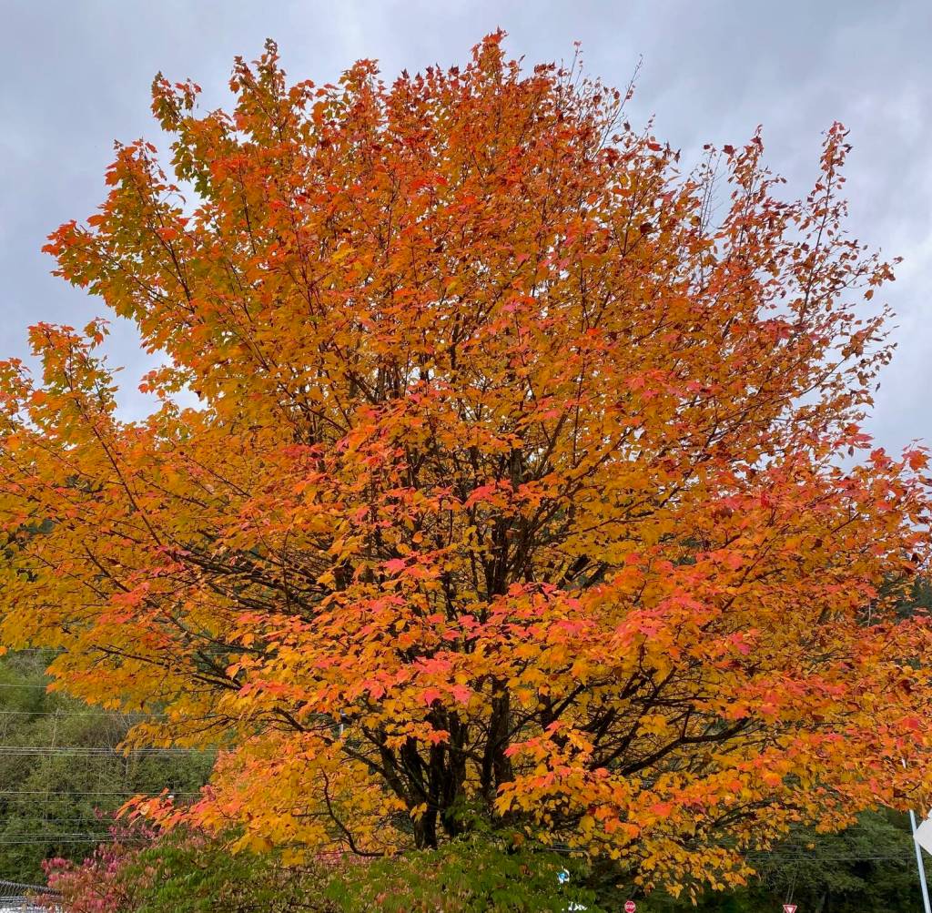 Vibrant autumn colors brighten the valley landscape before the heavy rain and strong winds hit Juneau on Oct. 3. (Photo by Denise Carroll)