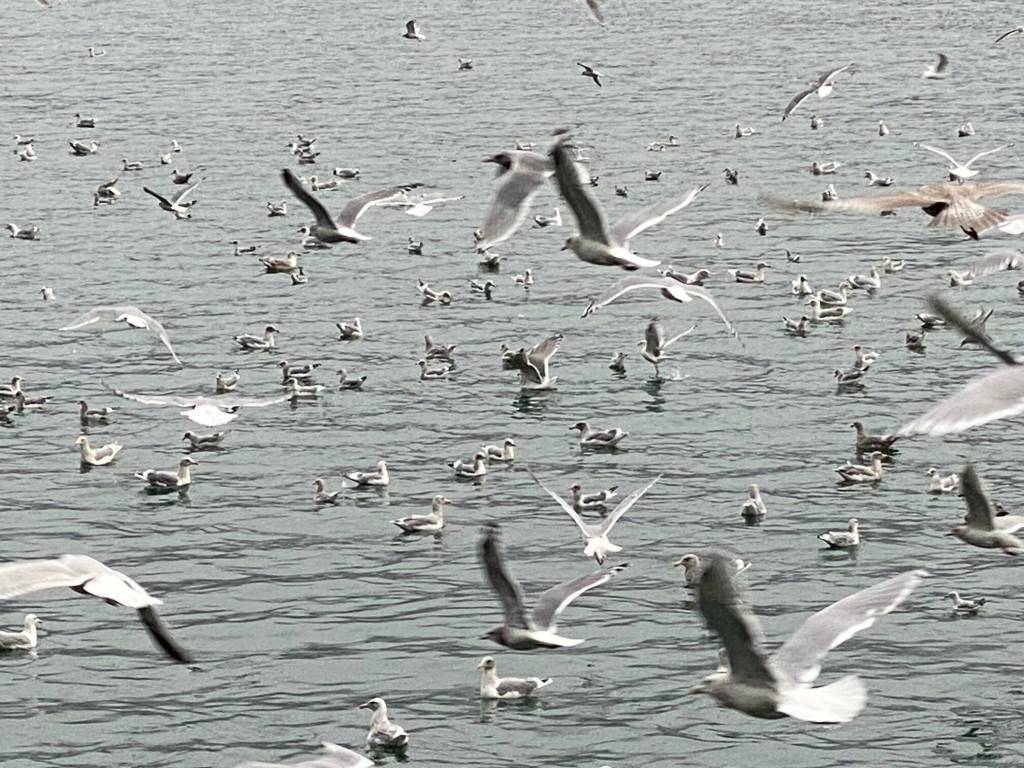 A mewing colony of seagulls that can be heard all over downtown Juneau on Oct. 1. (Photo by Denise Carroll)