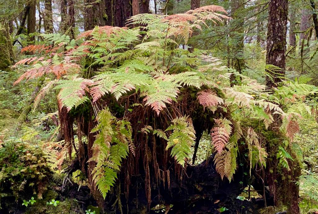 Ferns, like a potted plant, grow from the base of an old tree trunk along the Auke Nu Trail on Sept. 30. (Photo by Denise Carroll)
